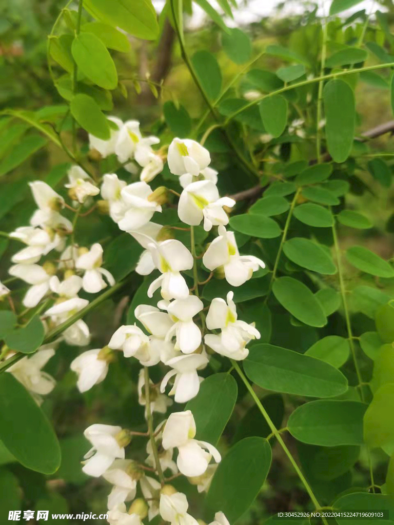 小清新春天白色槐花摄影图片