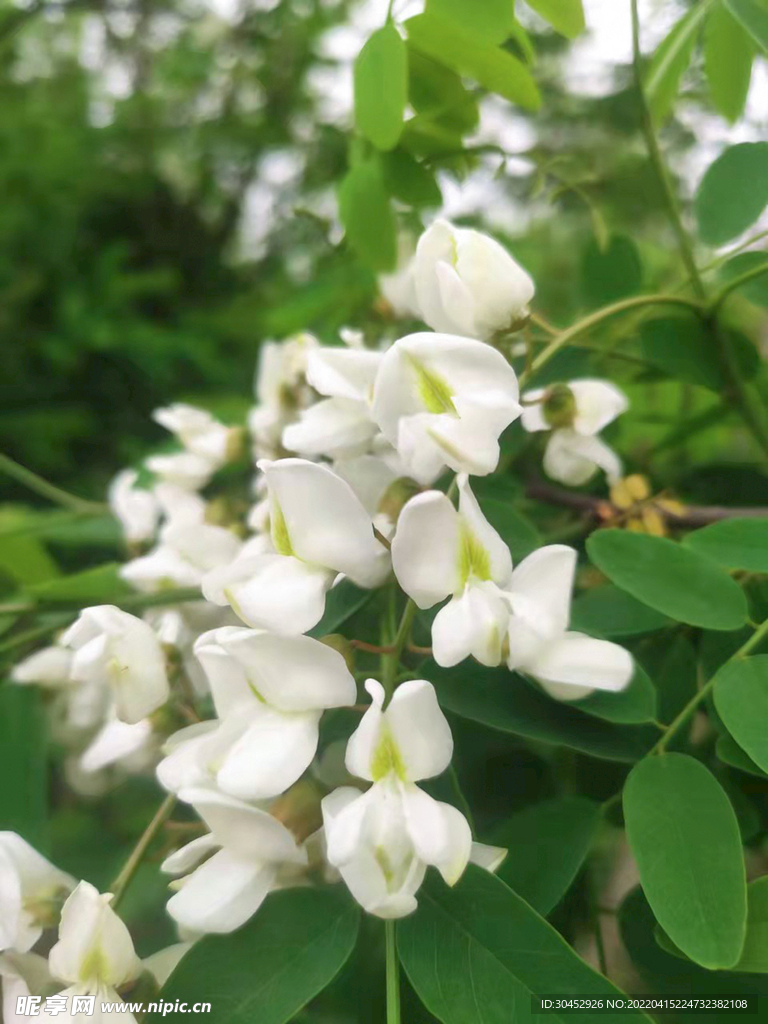 小清新春天白色槐花摄影图片