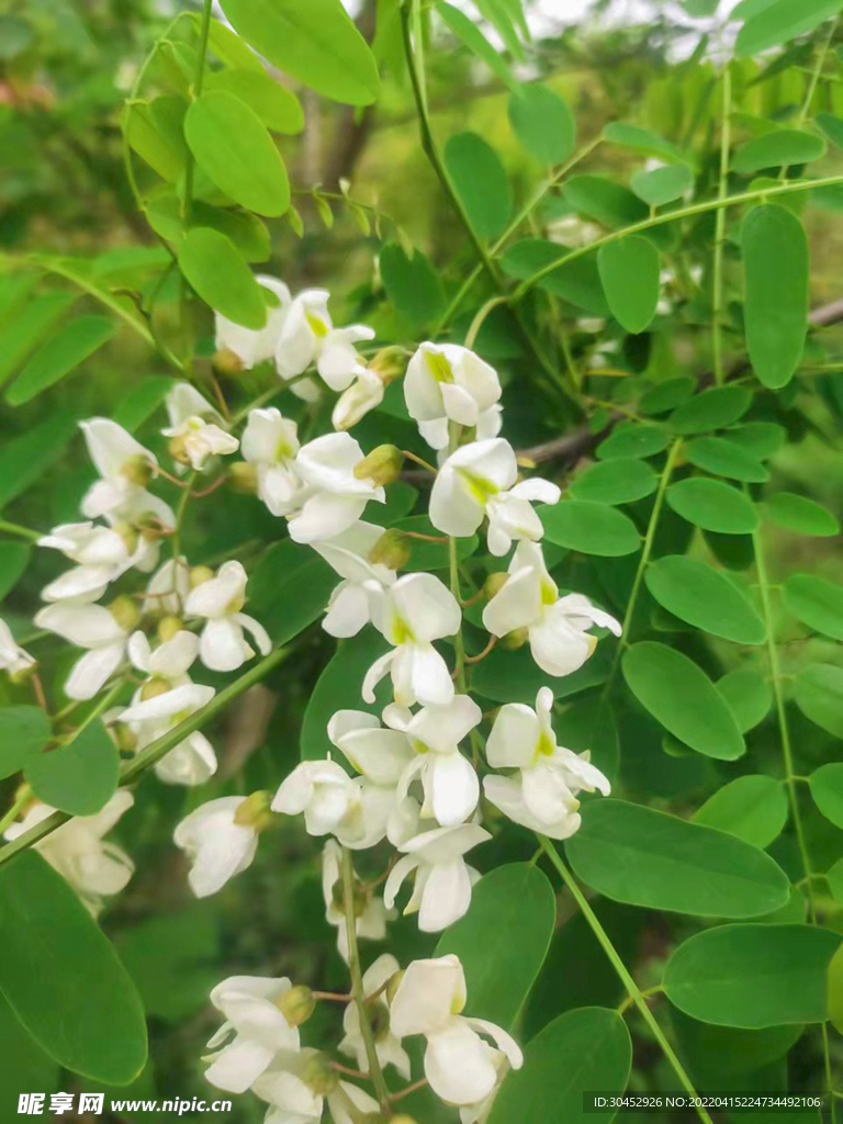 小清新春天白色槐花摄影图片