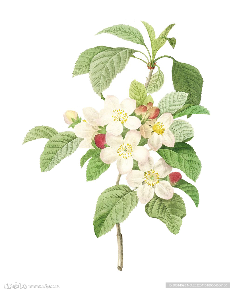 叶子百花
