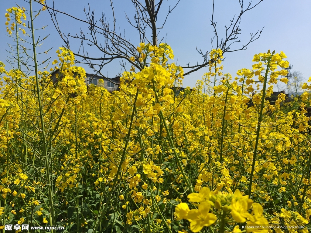 油菜花