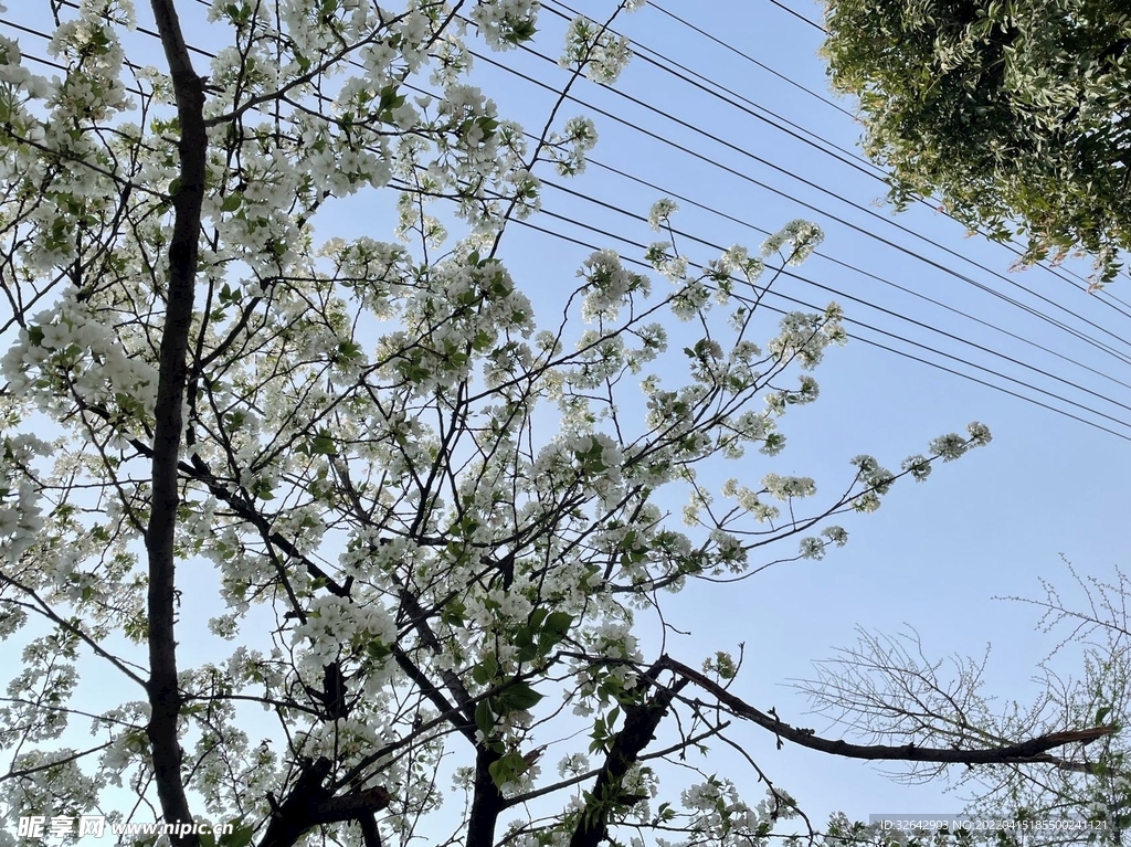 春天白色的花