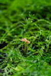 清新的小蘑菇摄影图片