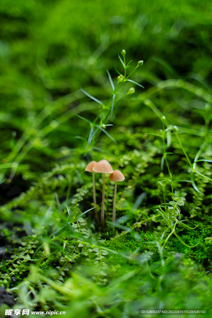 清新的小蘑菇摄影图片