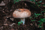 山间的蘑菇摄影图片