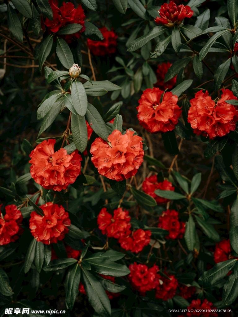 花