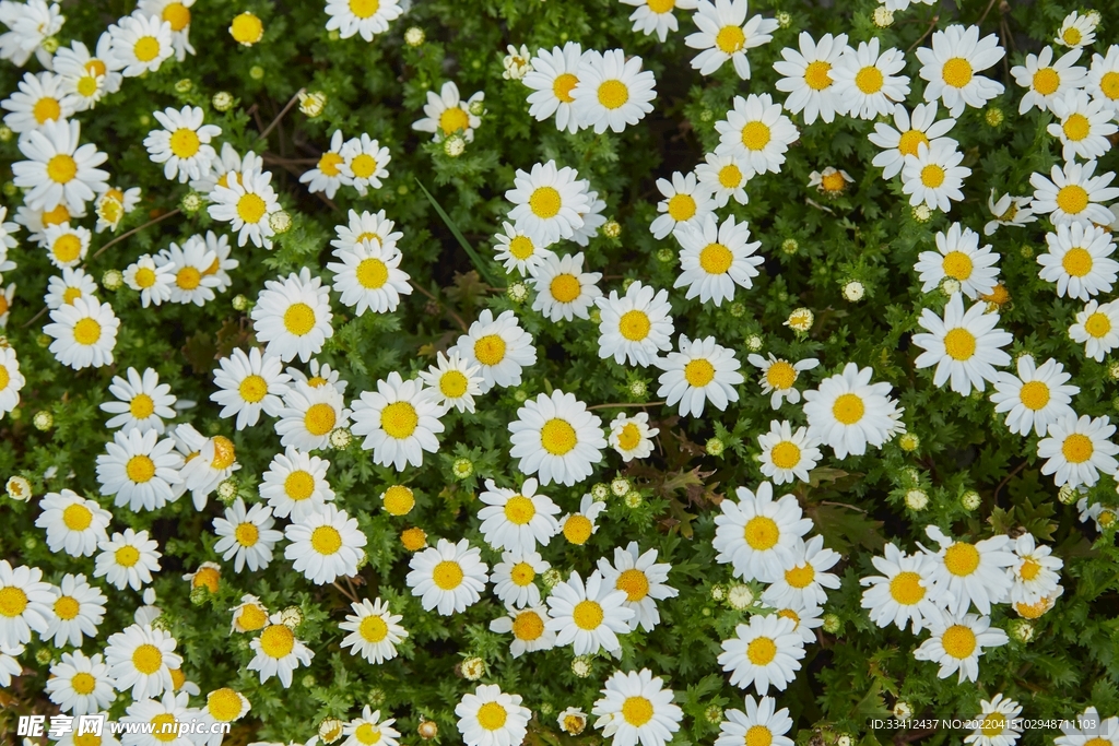花