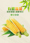 玉米 
