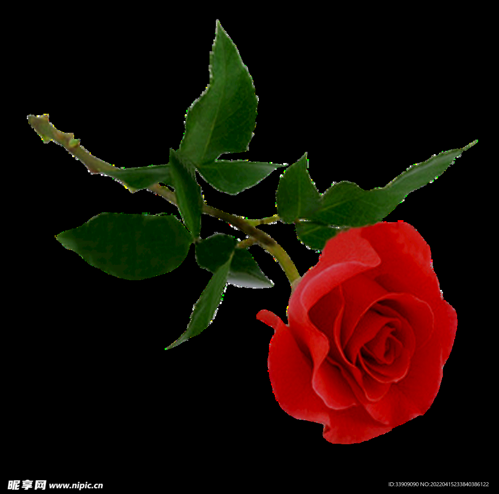 玫瑰花