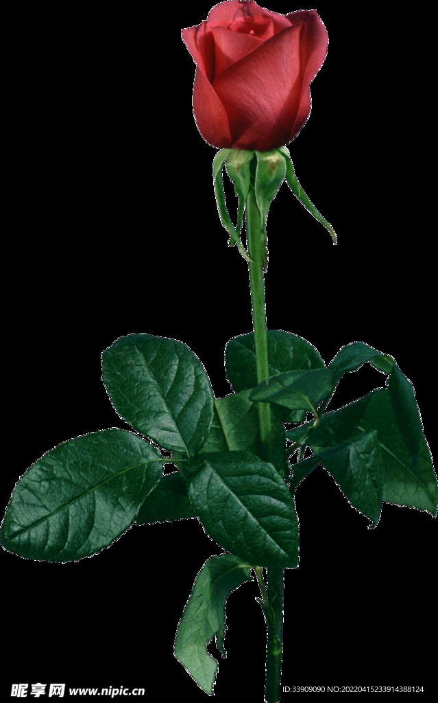 玫瑰花