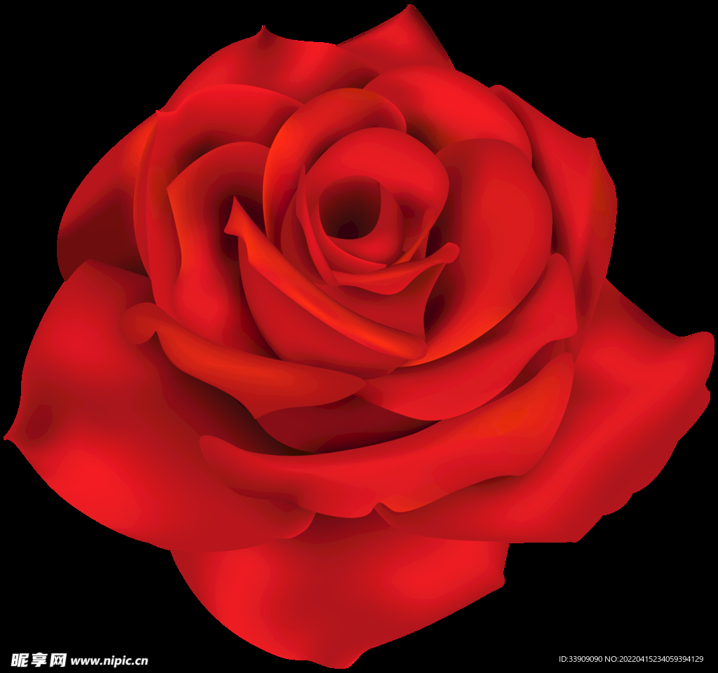 玫瑰花