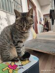 加油小猫