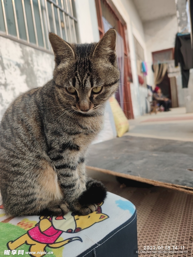 加油小猫