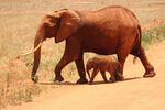 大象 母爱