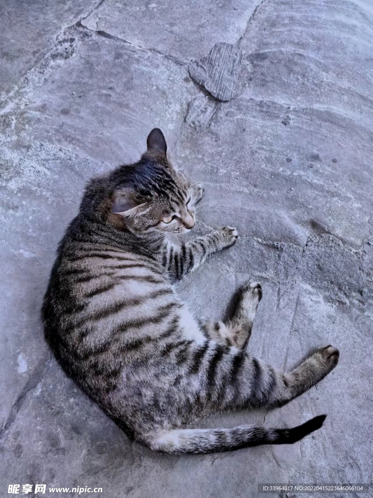 高冷的妞