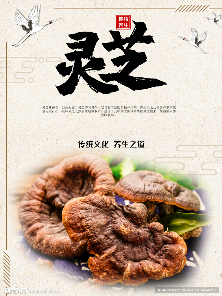 灵芝