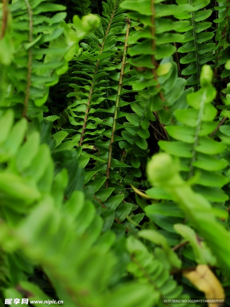 蕨类植物