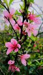 春暖花开桃花 图片