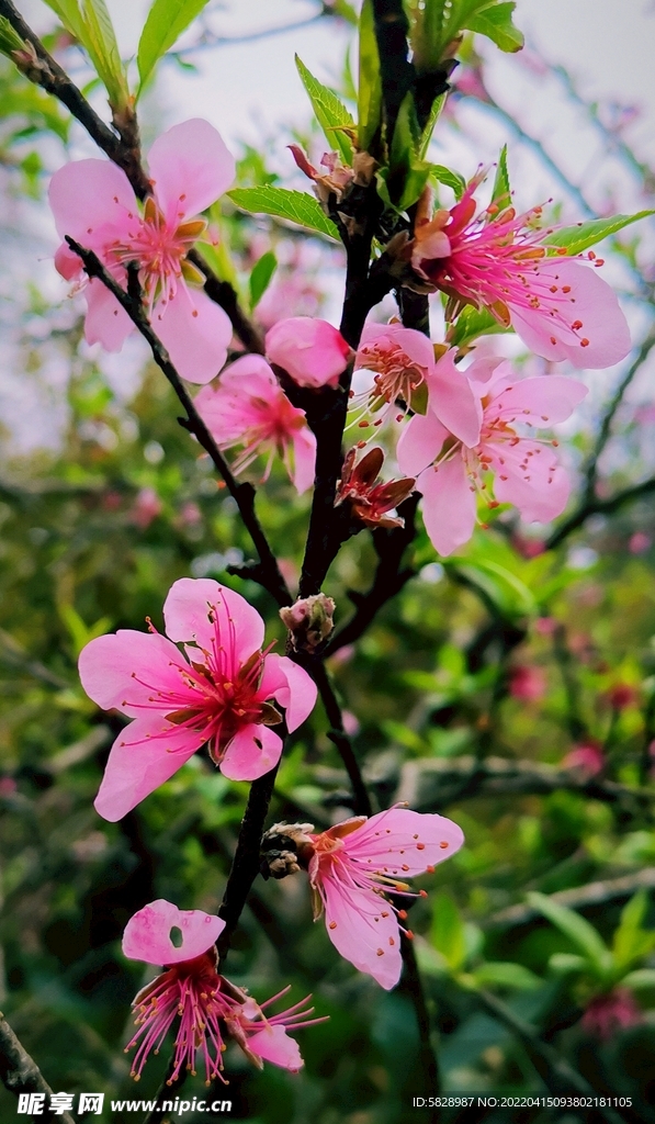 春暖花开桃花 图片