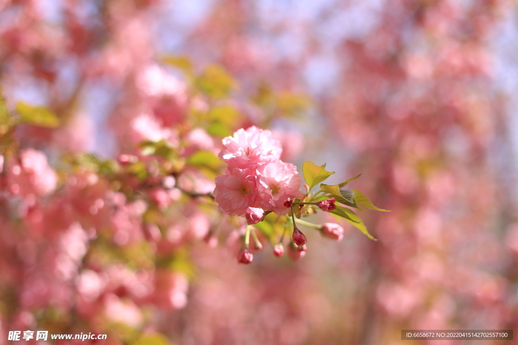 樱花丛