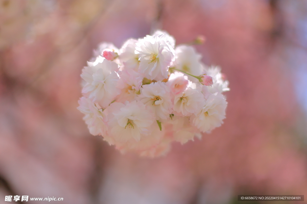 樱花球