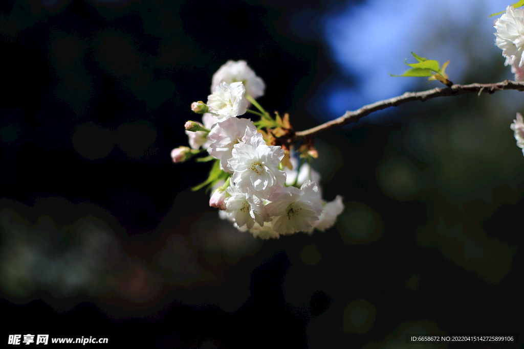 白樱花