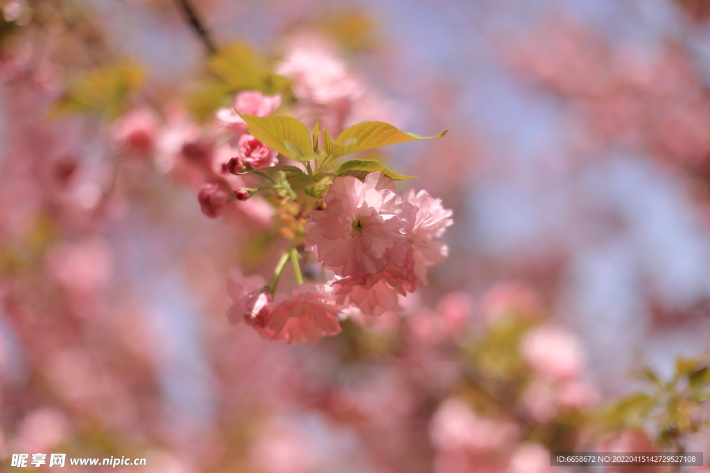 粉樱花