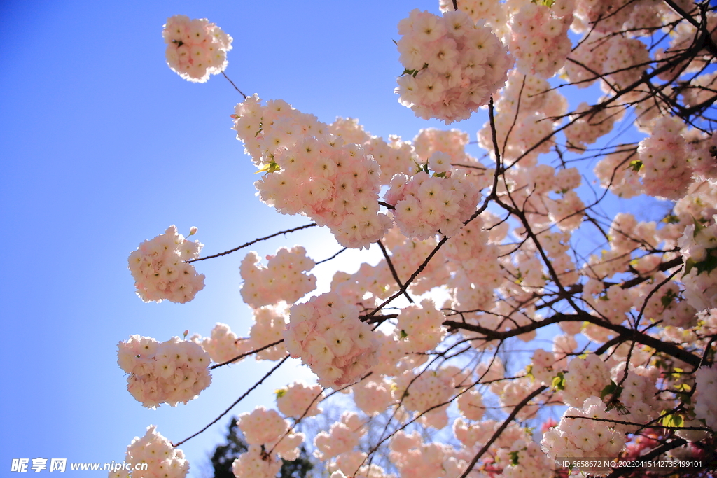 逆光樱花