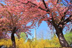 樱花风景