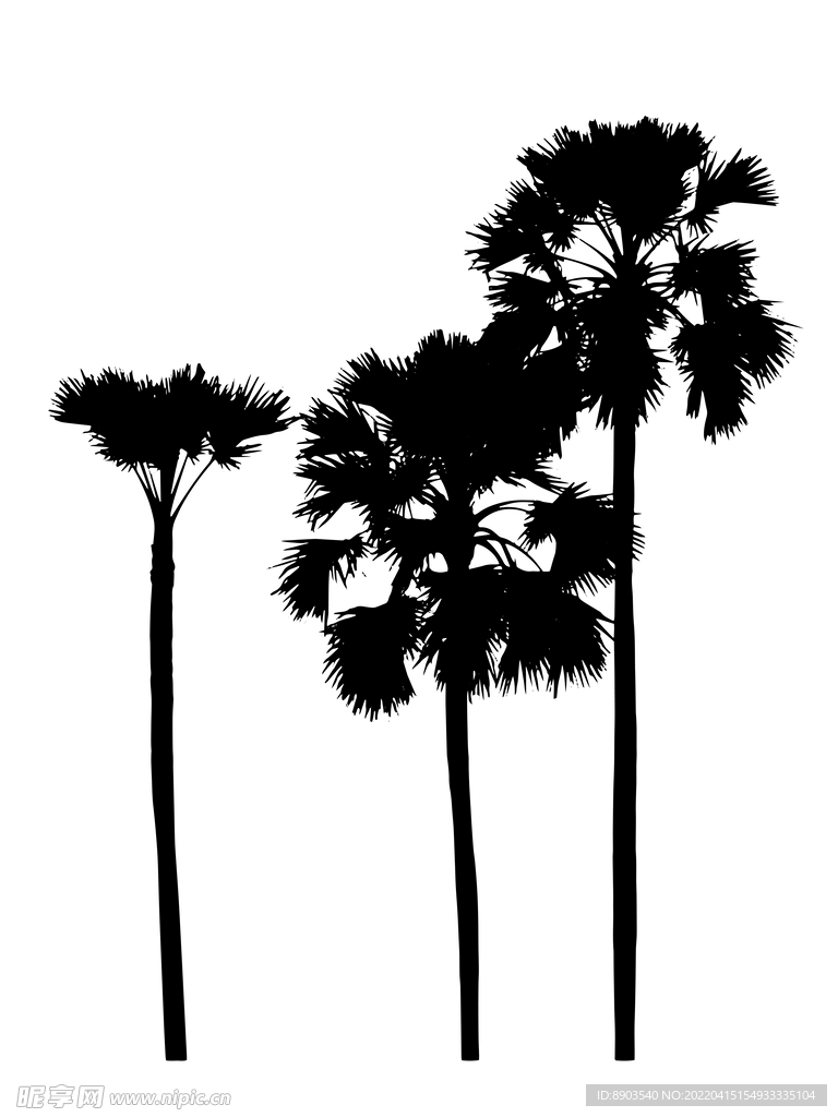 棕榈树