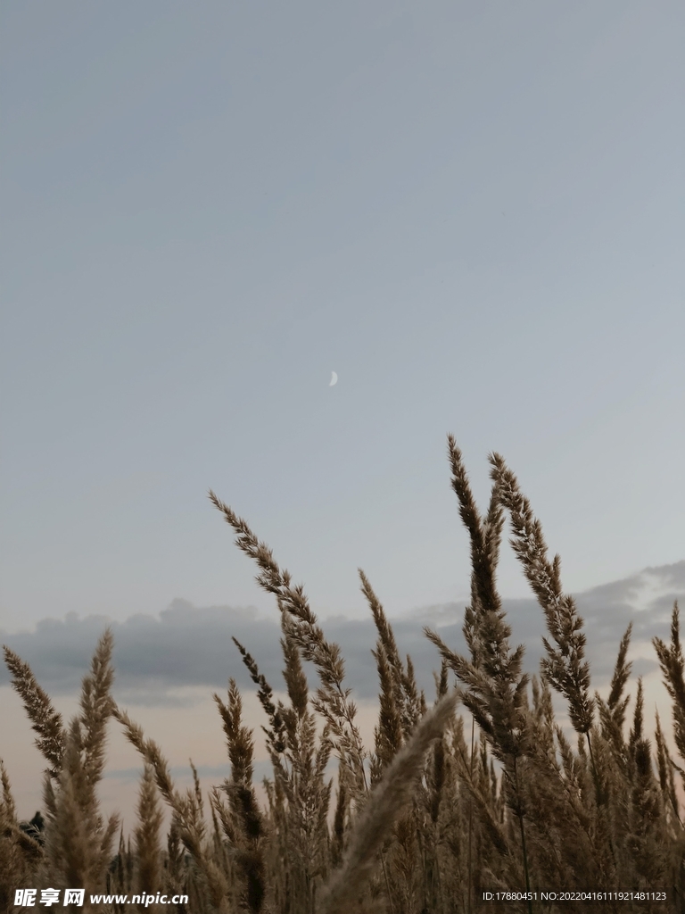 野草