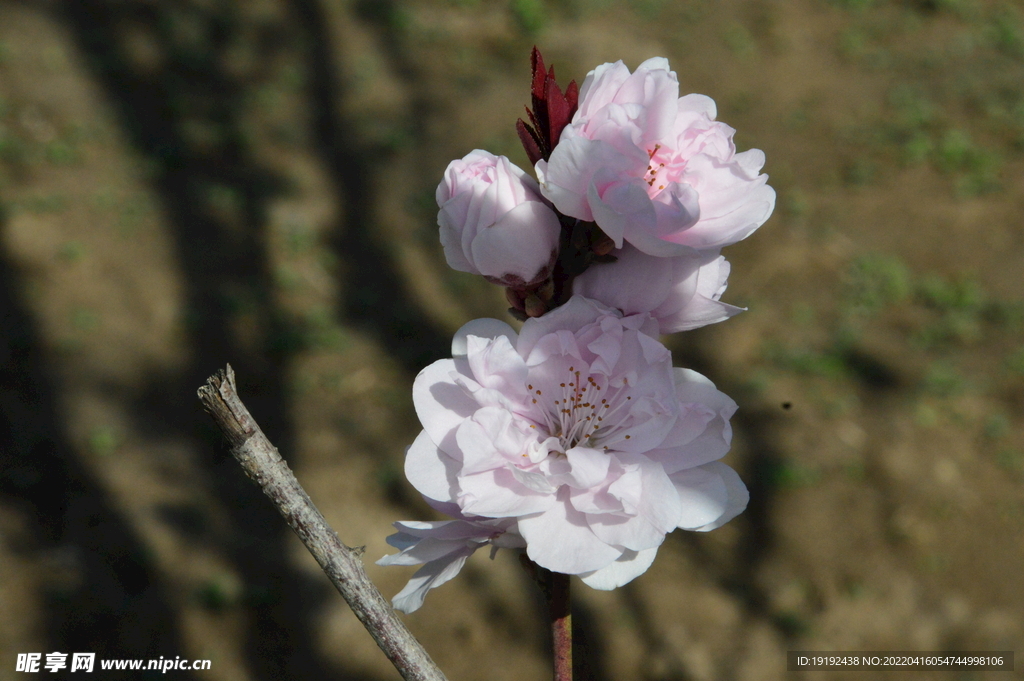 桃花