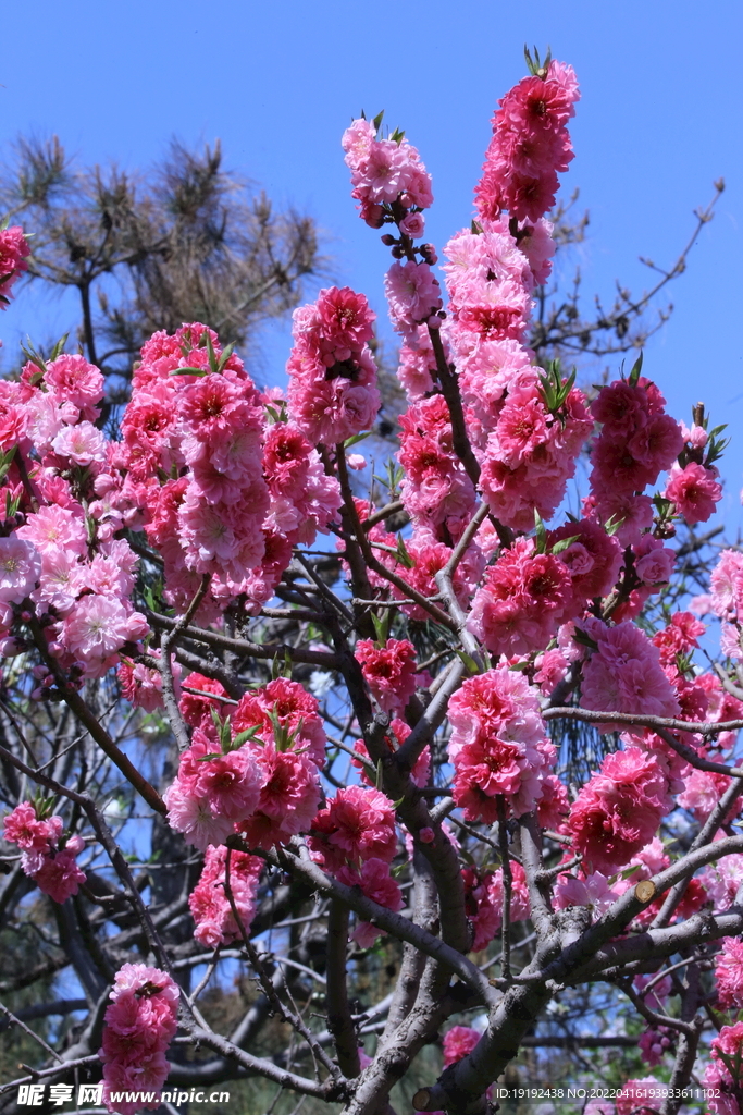 碧桃花 