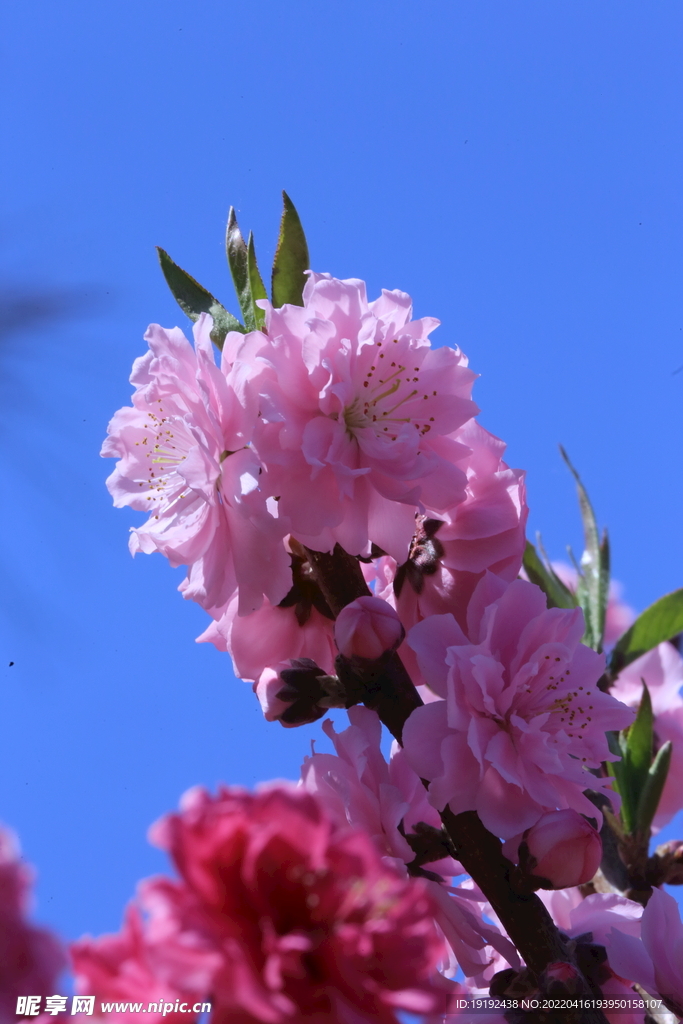 碧桃花 