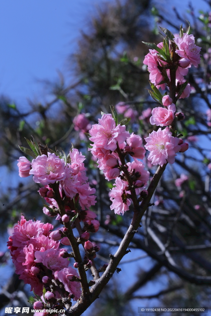 碧桃花 