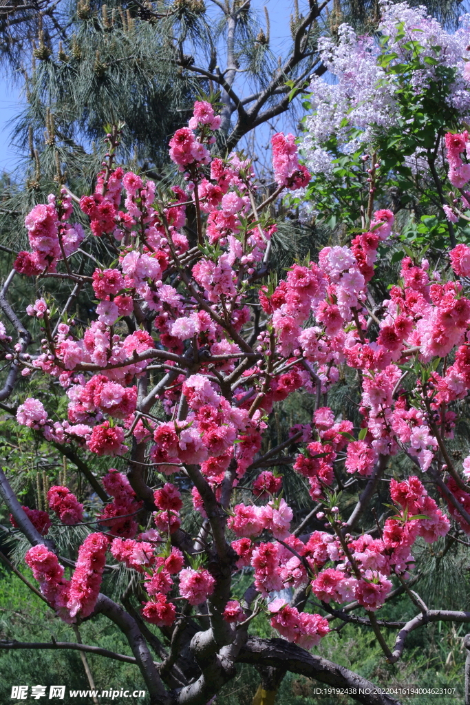 碧桃花