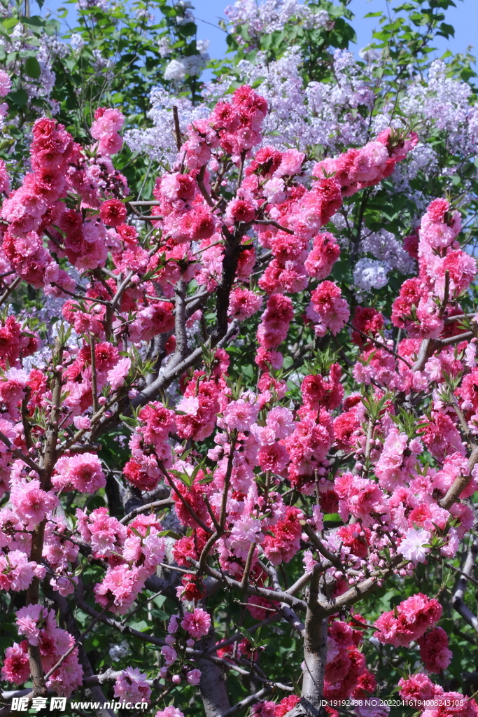 碧桃花 