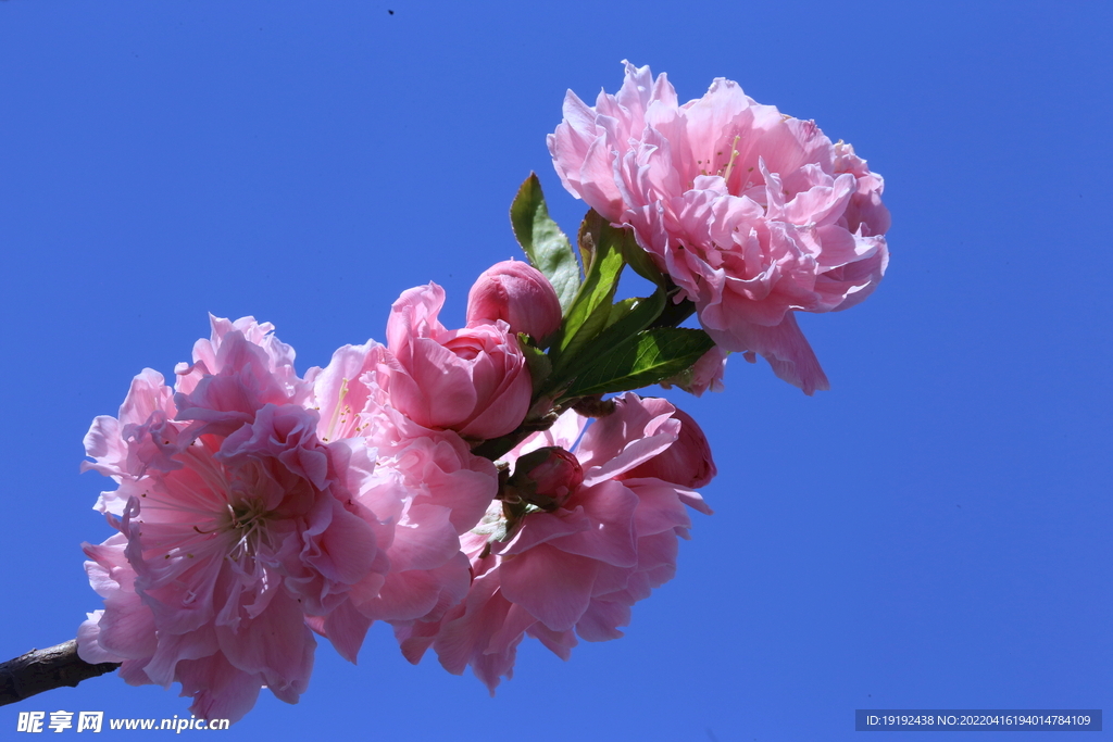 碧桃花 