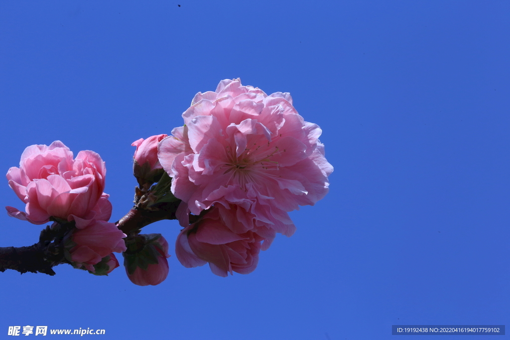 碧桃花