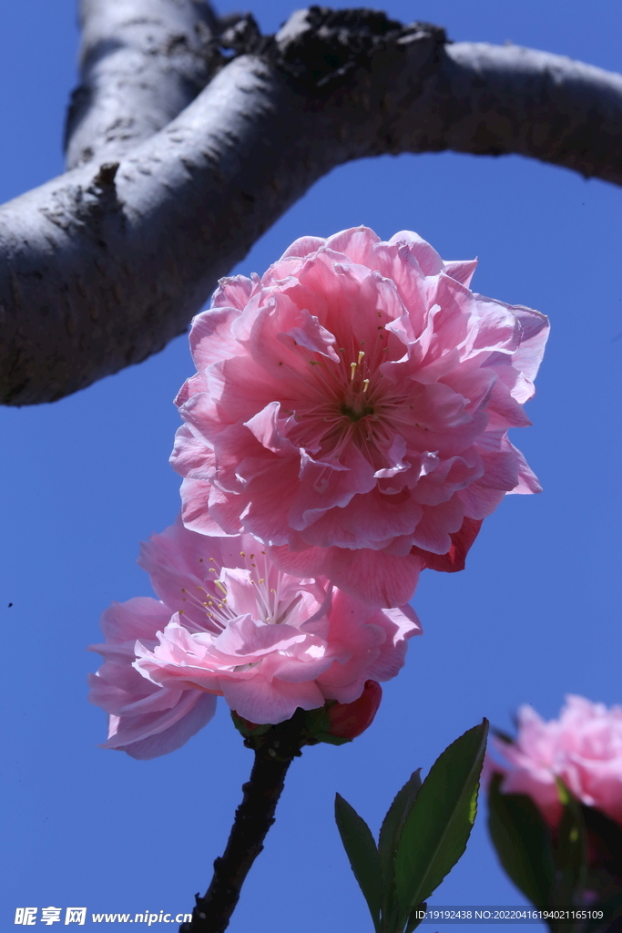 碧桃花 
