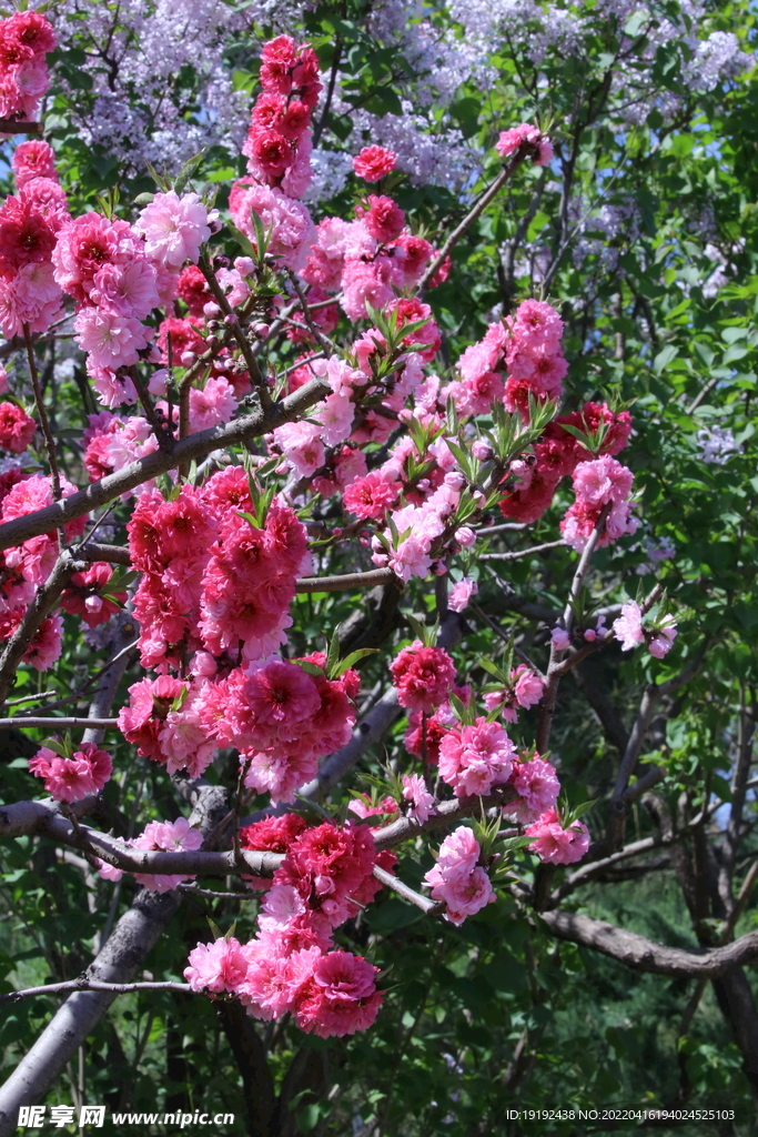 碧桃花 