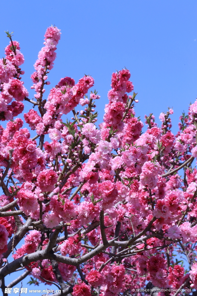 碧桃花