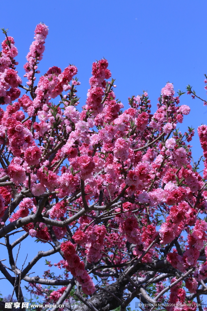 碧桃花