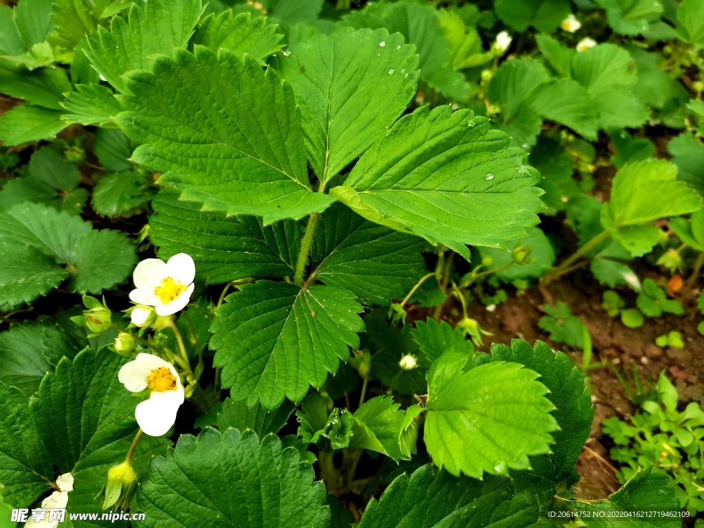 绿油油的草莓叶子