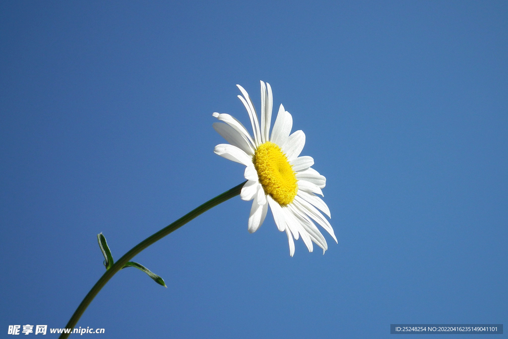 小菊花