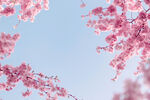樱花背景
