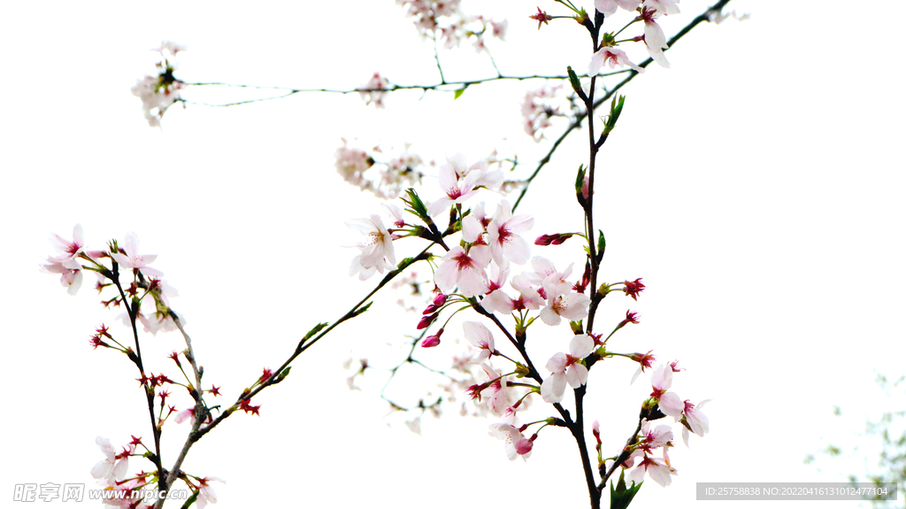 樱花