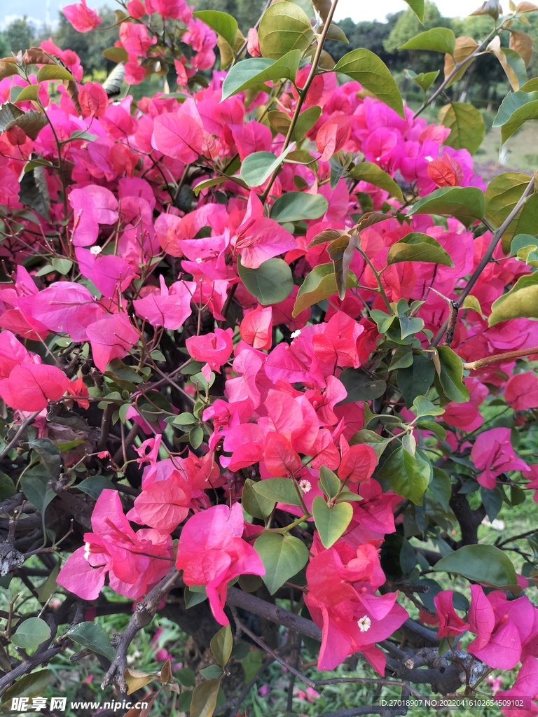 杜鹃花