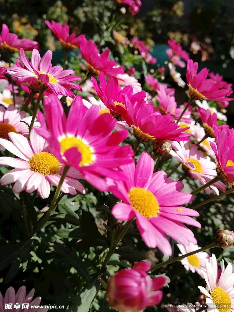 鲜花
