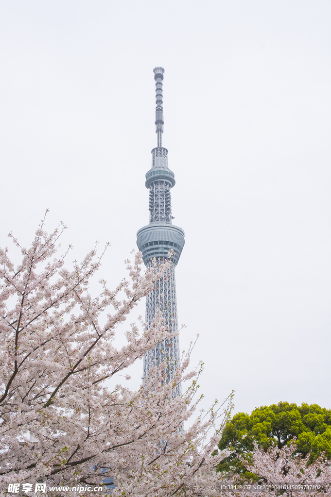 樱花